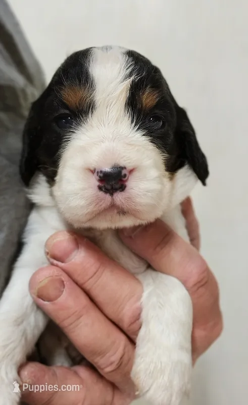 Show Male, a male English Springer Spaniel for sale in Grove City, PA – 1 of 5
