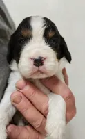 Show Male, a male English Springer Spaniel for sale in Grove City, PA – 1 of 5