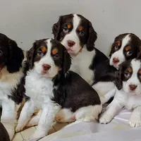 Show Fenale, a  English Springer Spaniel for sale in Grove City, PA – Photo 2 of 3