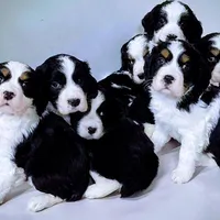Show Fenale, a  English Springer Spaniel for sale in Grove City, PA – Photo 1 of 3