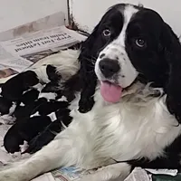 Show Fenale, a  English Springer Spaniel for sale in Grove City, PA – Photo 3 of 3