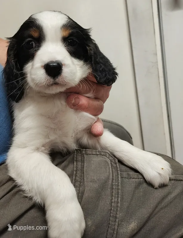 Show Female – English Springer Spaniel puppy for sale in Grove City, PA