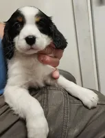Show Female, a female English Springer Spaniel for sale in Grove City, PA – 1 of 5