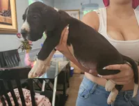 Lemi, a male Great Dane for sale in Cutler Bay, FL – 2 of 3