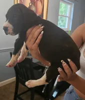 Lucas , a male Great Dane for sale in Cutler Bay, FL – 2 of 3