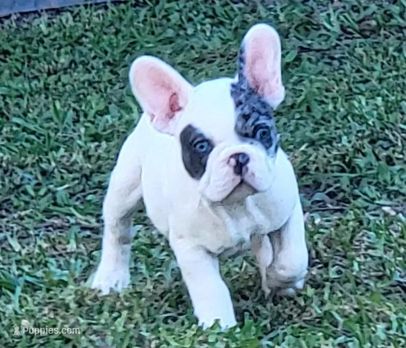 White – French Bulldog puppy for sale in Cutler Bay, FL