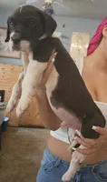 Lucas, a male Great Dane for sale in Cutler Bay, FL – 3 of 3