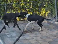 Hansel , a male Great Dane for sale in Cutler Bay, FL – Photo 2 of 3