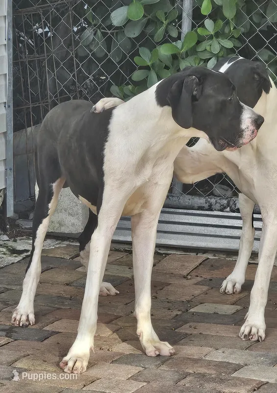 Hansel  – Great Dane puppy for sale in Cutler Bay, FL