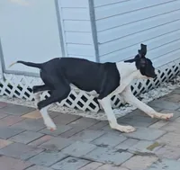 Hansel , a male Great Dane for sale in Cutler Bay, FL – Photo 3 of 3