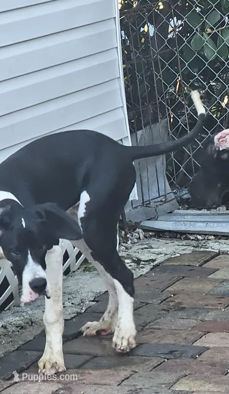 Hansel  – Great Dane puppy for sale in Cutler Bay, FL