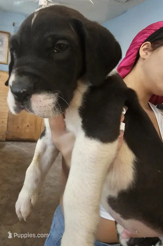 Lucas – Great Dane puppy for sale in Cutler Bay, FL