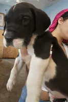 Lucas, a male Great Dane for sale in Cutler Bay, FL – 1 of 3