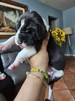 Rocco, a male Great Dane for sale in Cutler Bay, FL – Photo 2 of 7