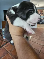 Rocco, a male Great Dane for sale in Cutler Bay, FL – Photo 7 of 7