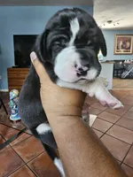 Rocco, a male Great Dane for sale in Cutler Bay, FL – Photo 6 of 7