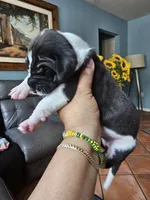 Rocco, a male Great Dane for sale in Cutler Bay, FL – Photo 3 of 7