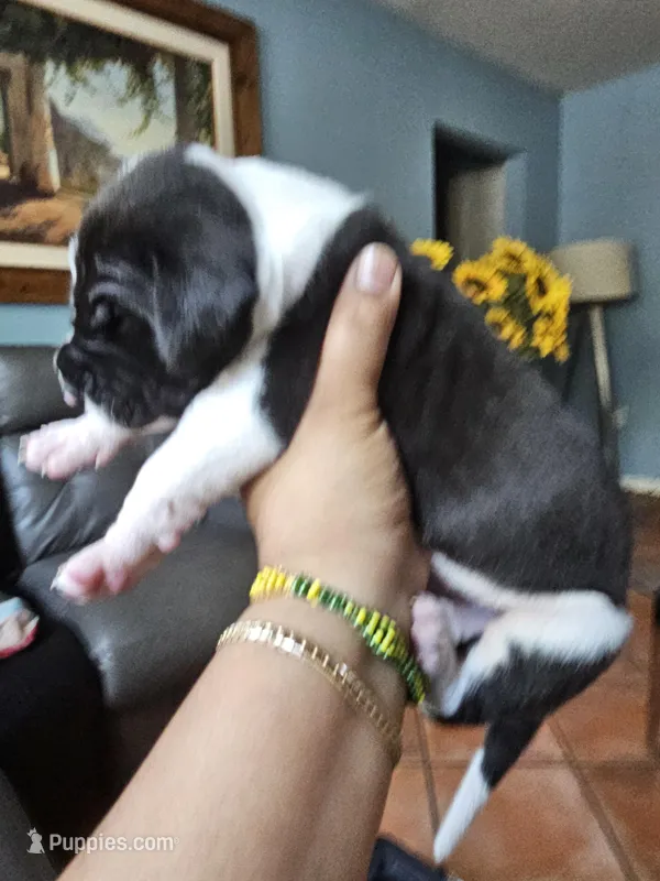 Rocco – Great Dane puppy for sale in Cutler Bay, FL