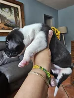 Rocco, a male Great Dane for sale in Cutler Bay, FL – Photo 4 of 7