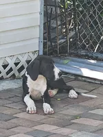 Lukas, a male Great Dane for sale in Cutler Bay, FL – 3 of 3