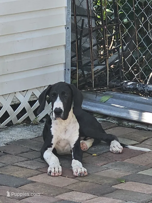 Lukas – Great Dane puppy for sale in Cutler Bay, FL