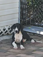 Lukas, a male Great Dane for sale in Cutler Bay, FL – 1 of 3