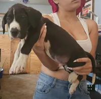Lemi, a male Great Dane for sale in Cutler Bay, FL – 3 of 3