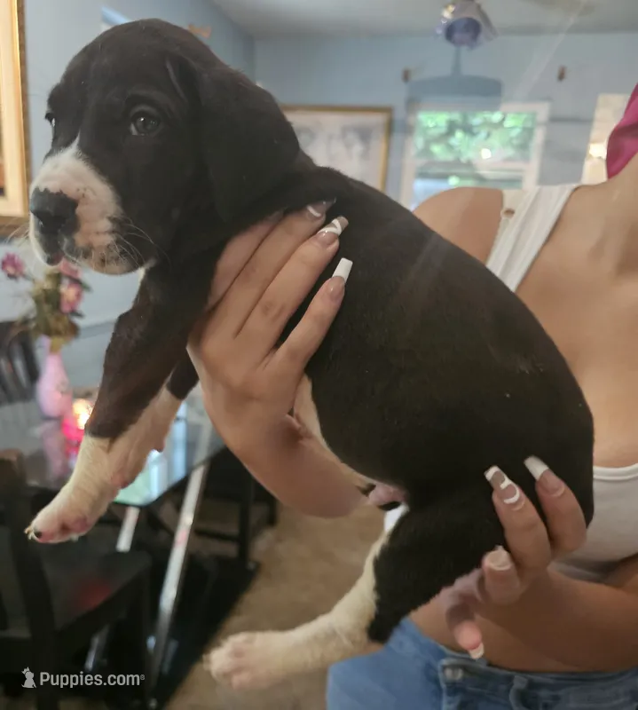 Lucas  – Great Dane puppy for sale in Cutler Bay, FL
