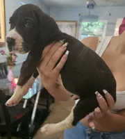 Lucas , a male Great Dane for sale in Cutler Bay, FL – 1 of 3