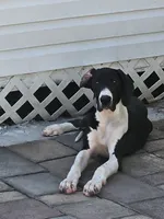 Luna, a female Great Dane for sale in Cutler Bay, FL – 2 of 2