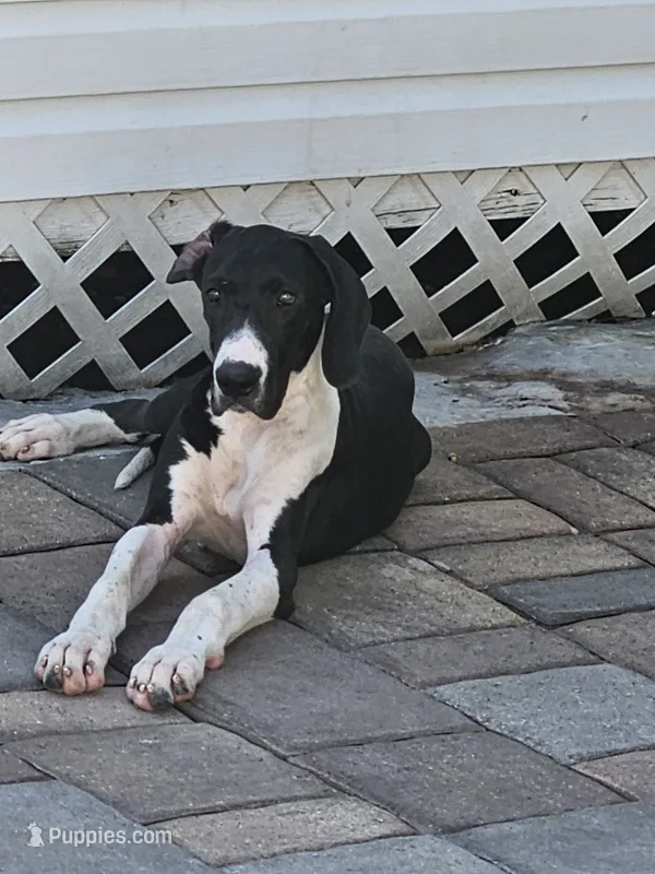 Luna – Great Dane puppy for sale in Cutler Bay, FL