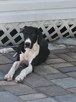 Luna, a female Great Dane for sale in Cutler Bay, FL – 1 of 2