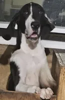 Rocco , a male Great Dane for sale in Cutler Bay, FL – 2 of 2