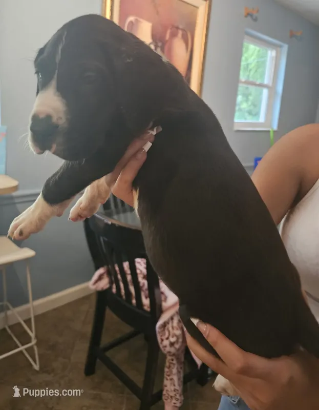Lemi – Great Dane puppy for sale in Cutler Bay, FL