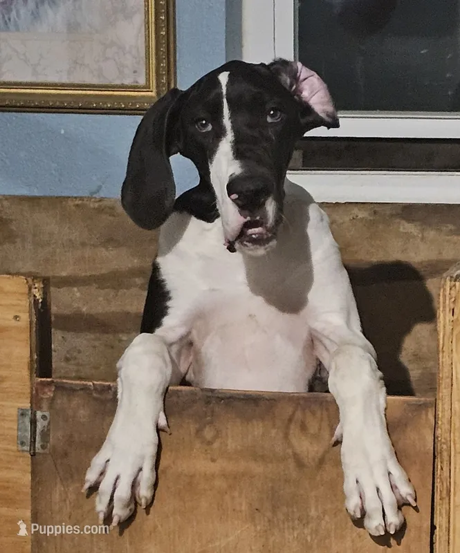 Rocco  – Great Dane puppy for sale in Cutler Bay, FL