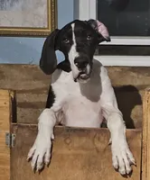 Rocco , a male Great Dane for sale in Cutler Bay, FL – 1 of 2