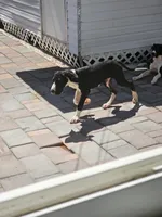 Lukas, a male Great Dane for sale in Cutler Bay, FL – 2 of 3