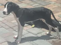 Carl,  price reduce, a male Great Dane for sale in Cutler Bay, FL – Photo 1 of 2