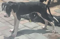 Carl,  price reduce, a male Great Dane for sale in Cutler Bay, FL – Photo 2 of 2