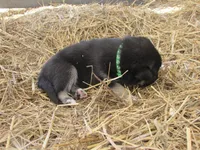 Dudley, a male German Shepherd Dog and Siberian Husky for sale in Owen, WI – 2 of 3