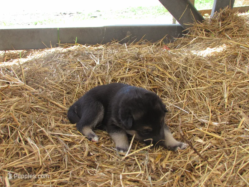 Dexon – German Shepherd Dog, Siberian Husky puppy for sale in Owen, WI