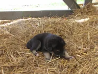 Dexon, a male German Shepherd Dog and Siberian Husky for sale in Owen, WI – 1 of 3