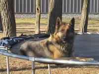 Karma, a female German Shepherd Dog and Siberian Husky for sale in Owen, WI – 5 of 6