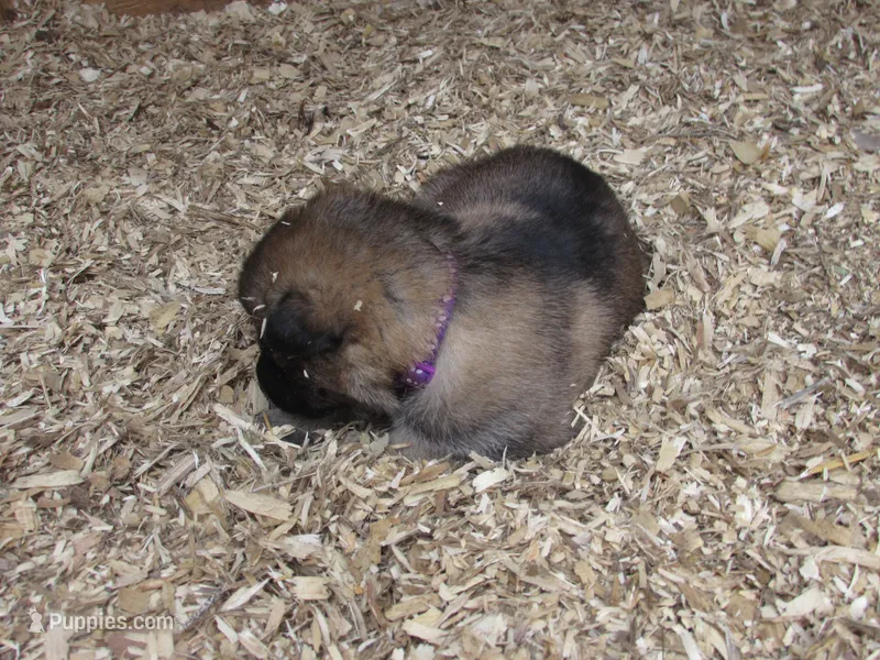 Koda – German Shepherd Dog, Siberian Husky puppy for sale in Owen, WI