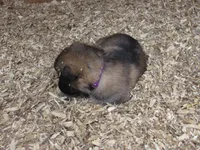 Koda, a female German Shepherd Dog and Siberian Husky for sale in Owen, WI – 1 of 4