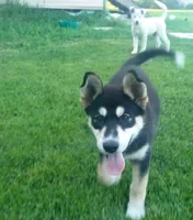 Puppy 2, a female Border Collie and Siberian Husky for sale in Owen, WI – 2 of 2