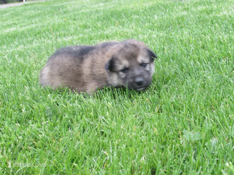 Dambi – German Shepherd Dog, Siberian Husky puppy for sale in Owen, WI