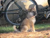 Dambi, a male German Shepherd Dog and Siberian Husky for sale in Owen, WI – 6 of 8