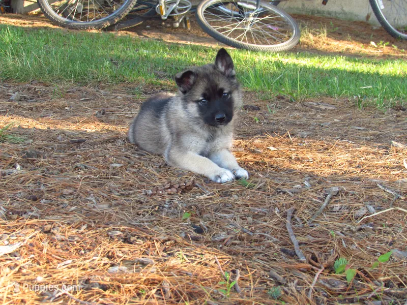 Dexley – German Shepherd Dog, Siberian Husky puppy for sale in Owen, WI