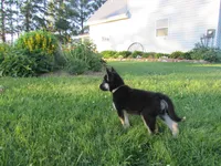 Kassie, a female German Shepherd Dog and Siberian Husky for sale in Owen, WI – 3 of 7